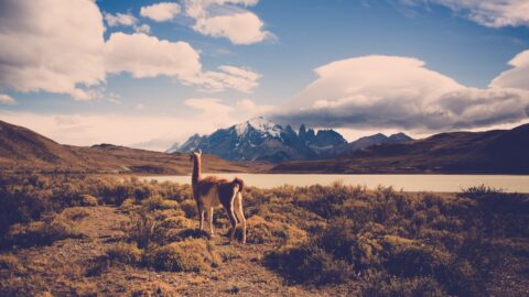A lone guanaco surveys the vast patagonian landscape against a backdrop of rugged mountains and dramatic clouds.