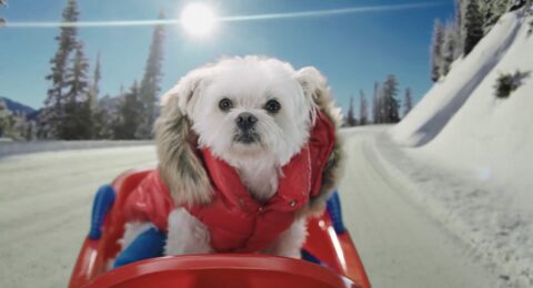 Un petit chien blanc habillé d'un manteau rouge est assis dans une luge sur une piste enneigée, avec un paysage de montagne et des arbres en arrière-plan, sous un ciel ensoleillé.