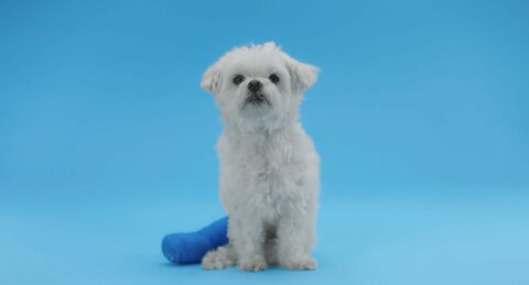 Un petit chien blanc est assis devant un fond bleu uni, avec un jouet bleu à côté de lui. Le chien semble attentif et calme.