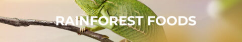 L'image montre le texte "RAINFOREST FOODS" en blanc sur un fond illustrant un caméléon vert posé sur une branche. Le style est vibrant et naturel, mettant en valeur le thème de la forêt tropicale et des aliments naturels.
